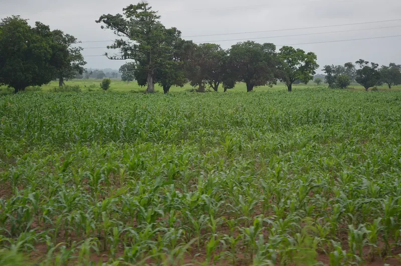A maize field in Northern Ghana