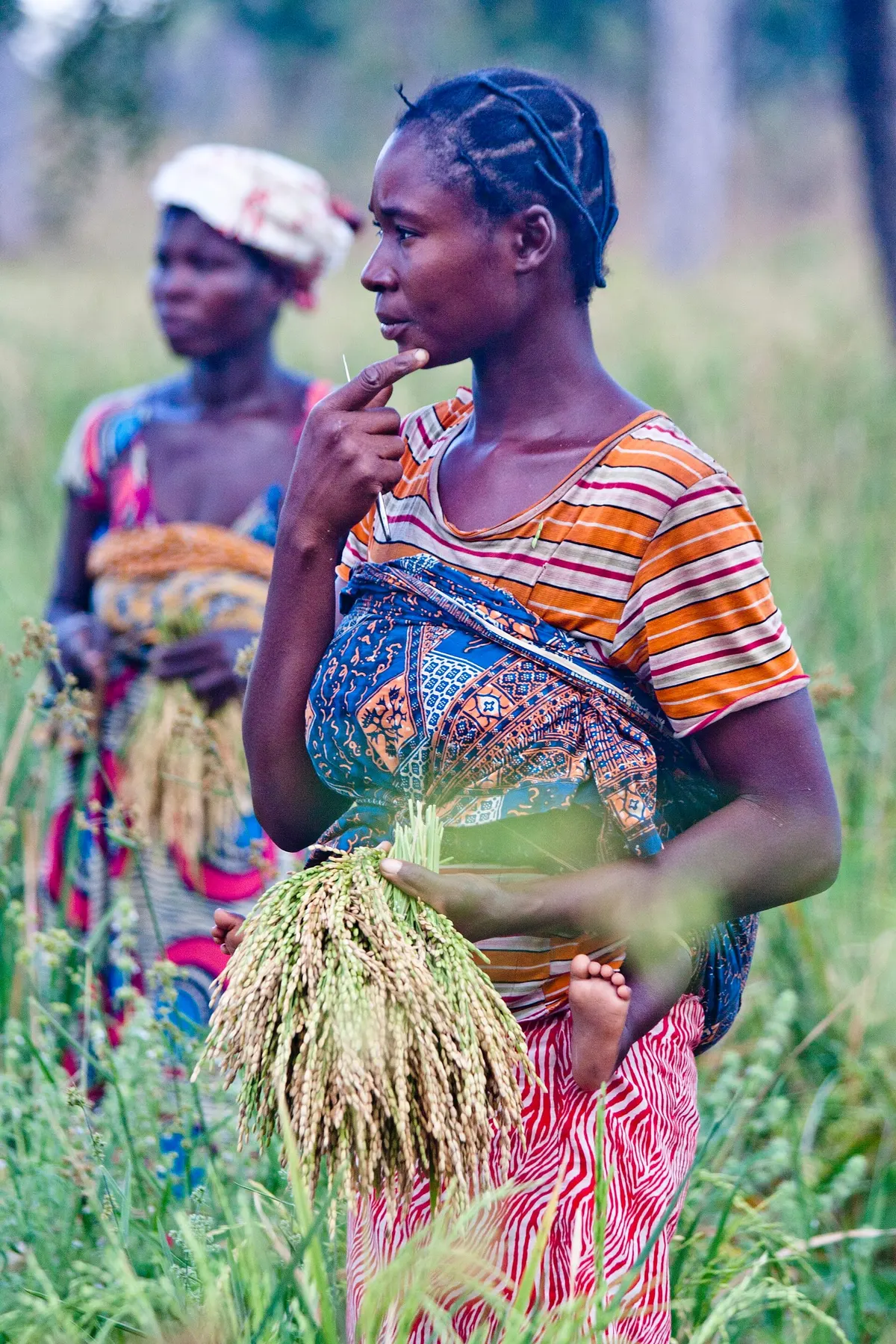 A woman farmer holding freshly harvested rice in a field in northern Ghana, her baby on her back