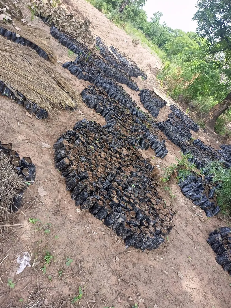 Tree seedlings in nursery bags at an irrigation site in Northern Ghana