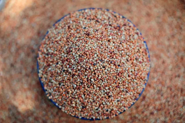 Sorghum